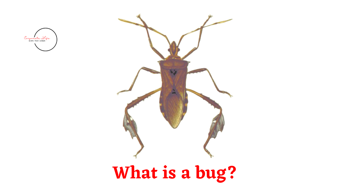 What is a bug?